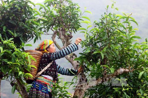 Tuyên Quang giảm nghèo nhờ chè Shan tuyết ảnh 1